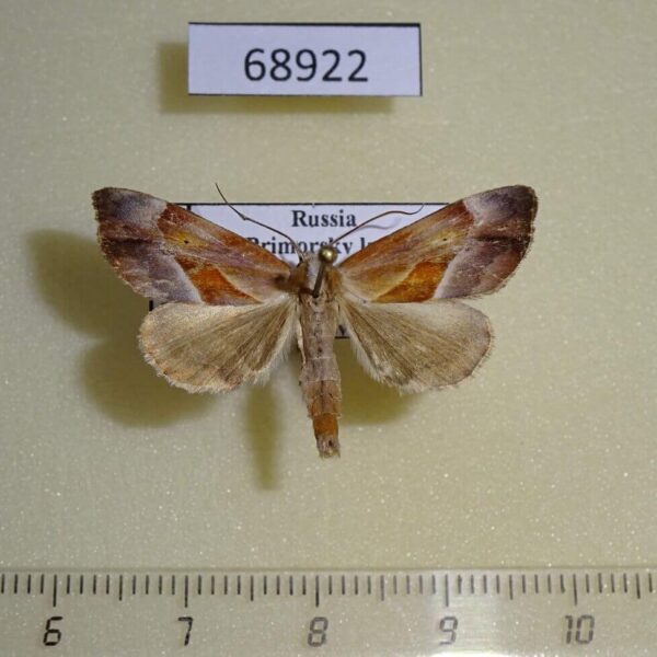 Noctuidae Lophomilia nekrasovi Primorye