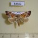 68922p Noctuidae Lophomilia nekrasovi Primorye $17