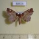 68926p Noctuidae Tamba lahera Thailand $13