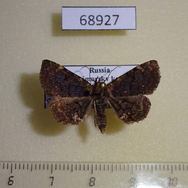 Noctuidae Diomea cremata Primorye