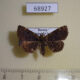 68927p Noctuidae Diomea cremata Primorye $10