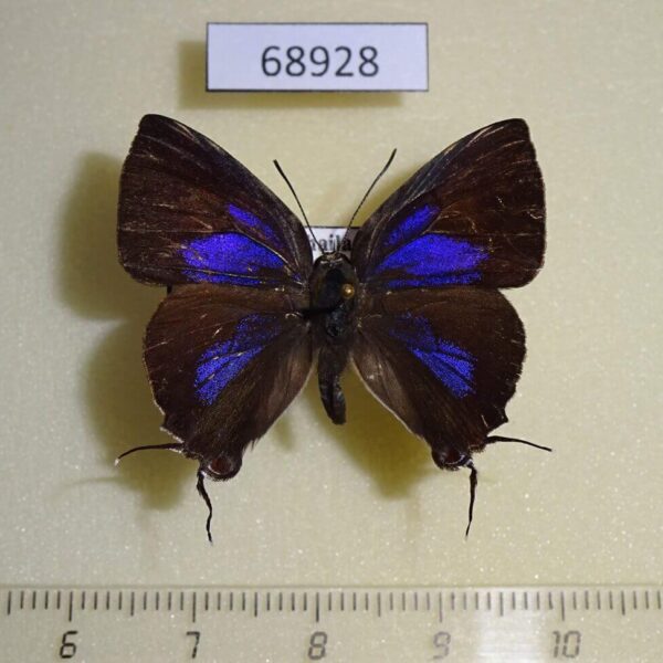 Lycaenidae Remelana jangala ravata Thailand