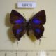 68928p Lycaenidae Remelana jangala ravata Thailand $20