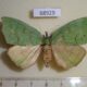 68929p Pyralidae Macna pomalis f Thailand $50