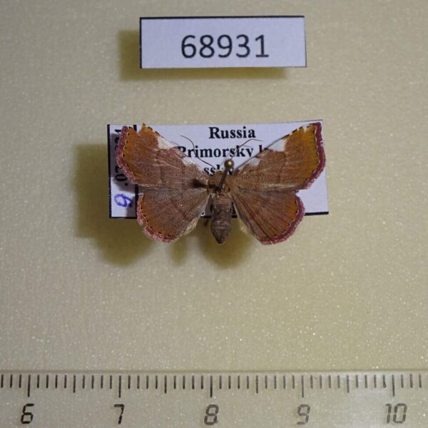 Noctuidae Corgatha costimacula f Primorye