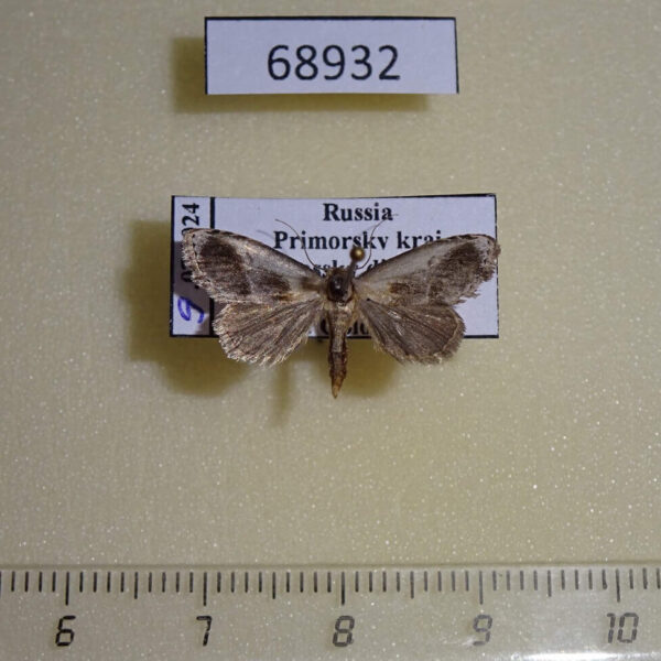 Noctuidae Acontia olivacea Primorye