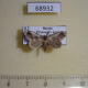 68932p Noctuidae Acontia olivacea Primorye $9