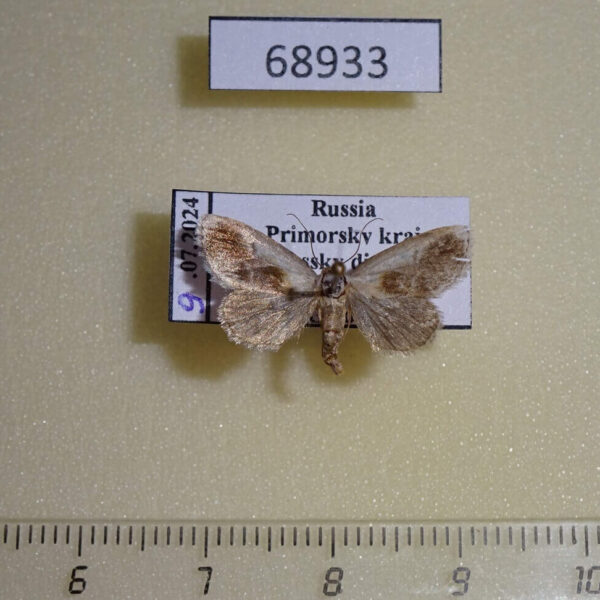 Noctuidae Acontia olivacea Primorye