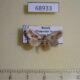 68933p Noctuidae Acontia olivacea Primorye $8