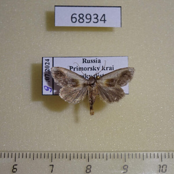 Noctuidae Acontia olivacea Primorye