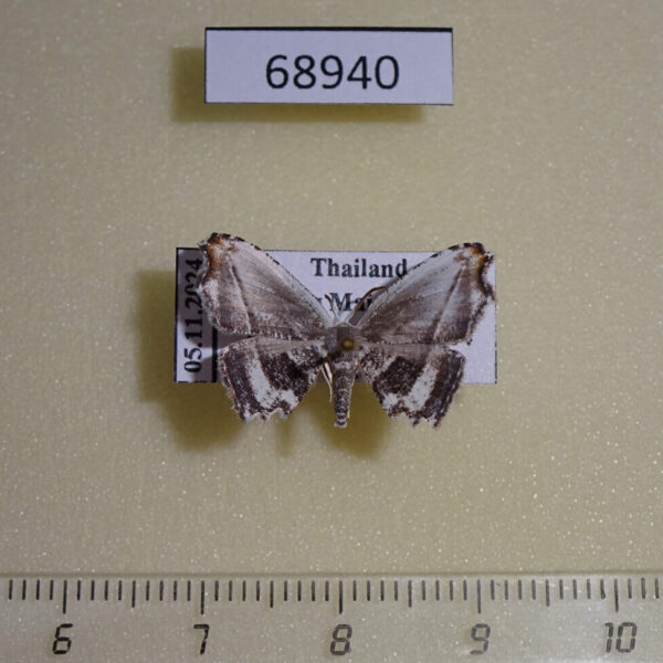 Uraniidae Rhombophylla edentata Thailand