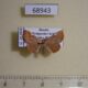 68943p Noctuidae Corgatha costimacula f Primorye $9