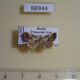 68944p Noctuidae Maliattha bella Primorye $8