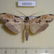 68949p Notodontiidae Thacona ingens Thailand $18