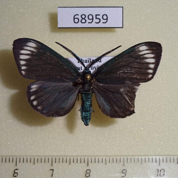 Zygaenidae Cyclosia panthona Thailand