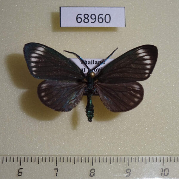 Zygaenidae Cyclosia panthona Thailand