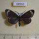 68960p Zygaenidae Cyclosia panthona Thailand $10