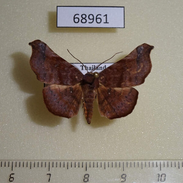Noctuidae Pleurona falcata Thailand