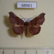 68961p Noctuidae Pleurona falcata Thailand $10