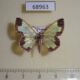 68963p Geometridae Zamarada excisa Thailand $9