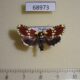 68973p Noctuidae Yepcalphis dilectissima Thailand $20