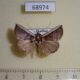 68974p Noctuidae Hypena sp. Thailand $8