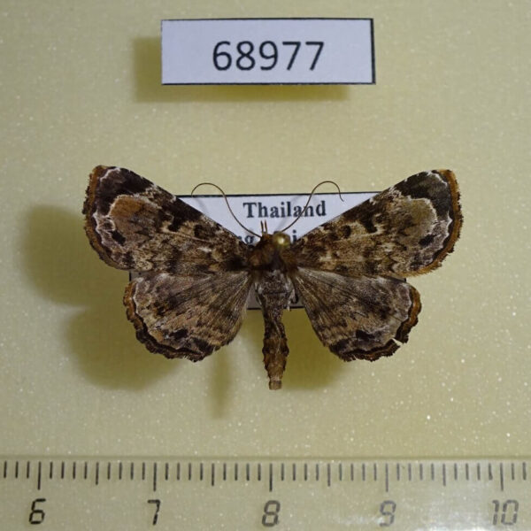 Noctuidae Diomea sp. Thailand