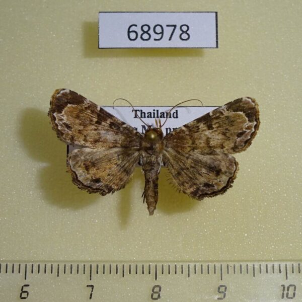 Noctuidae Diomea sp. Thailand
