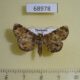 68978p Noctuidae Diomea sp. Thailand $15