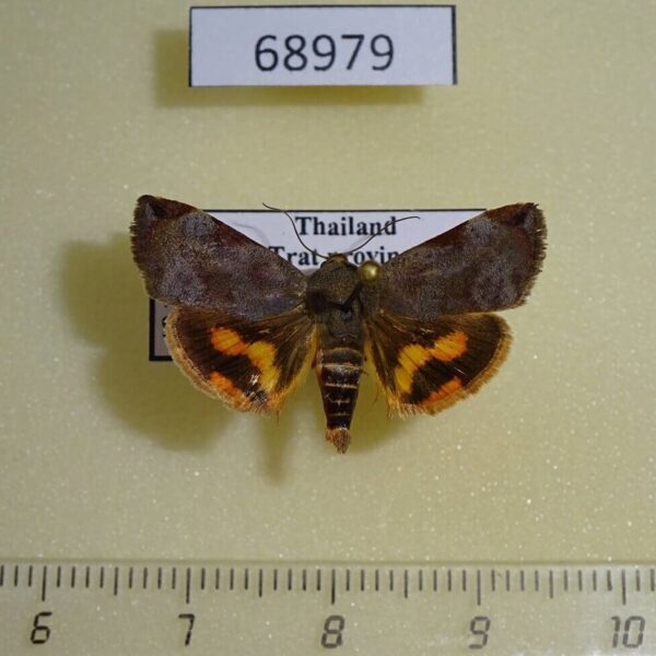 Hyblaeidae Hyblaea puera Thailand
