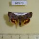 68979p Hyblaeidae Hyblaea puera Thailand $12