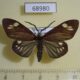 68980p Zygaenidae Cyclosia papilionaris Thailand $20