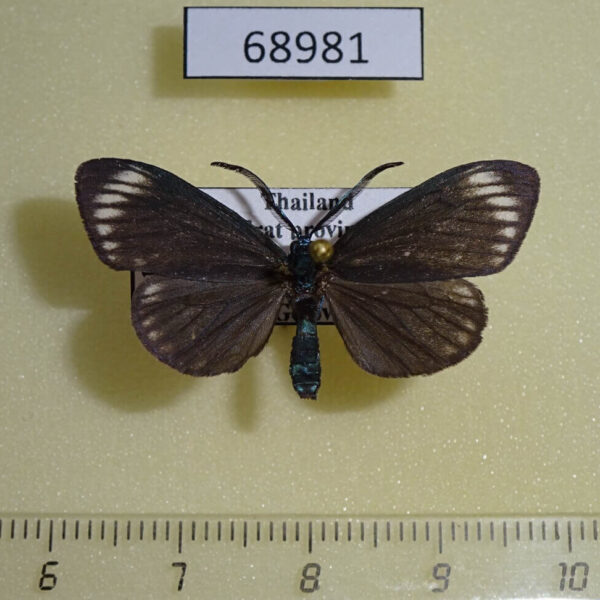 Zygaenidae Cyclosia panthona Thailand