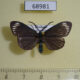 68981p Zygaenidae Cyclosia panthona Thailand $8