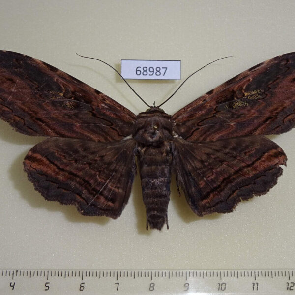 Noctuidae Anisoneura aluco Thailand