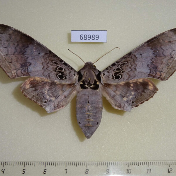 Sphingidae Ambulyx canescens f Thailand