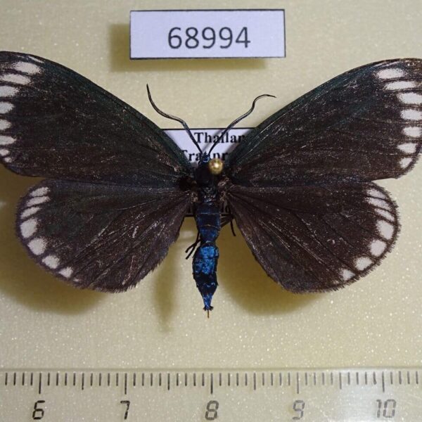 Zygaenidae Cyclosia panthona f Thailand