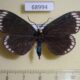 68994p Zygaenidae Cyclosia panthona f Thailand $17