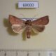 69000p Noctuidae Mythimna pallidicosta Thailand $8