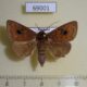 69001p Noctuidae Anereuthina renosa Thailand $8