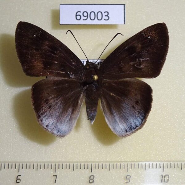 Hesperiidae Tagiades gana Thailand