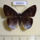 69003p Hesperidae Tagiades gana Thailand $12