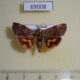 69008p Hyblaeidae Hyblaea puera Thailand $8