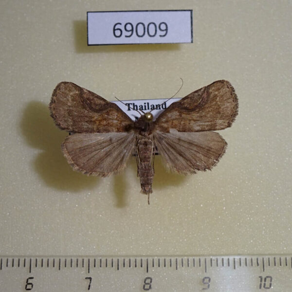 Noctuidae Hydrillodes lentalis Thailand
