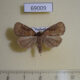69009p Noctuidae Hydrillodes lentalis Thailand $7