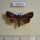 69010p Noctuidae Feliniopsis sp. Thailand $7