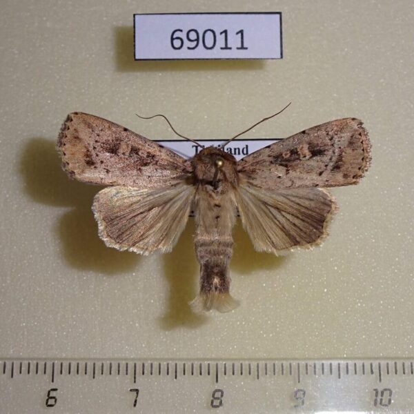 Noctuidae Mythimna reversa Thailand