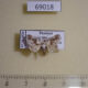 69018p Limacodidae Narosa erminea Thailand $10
