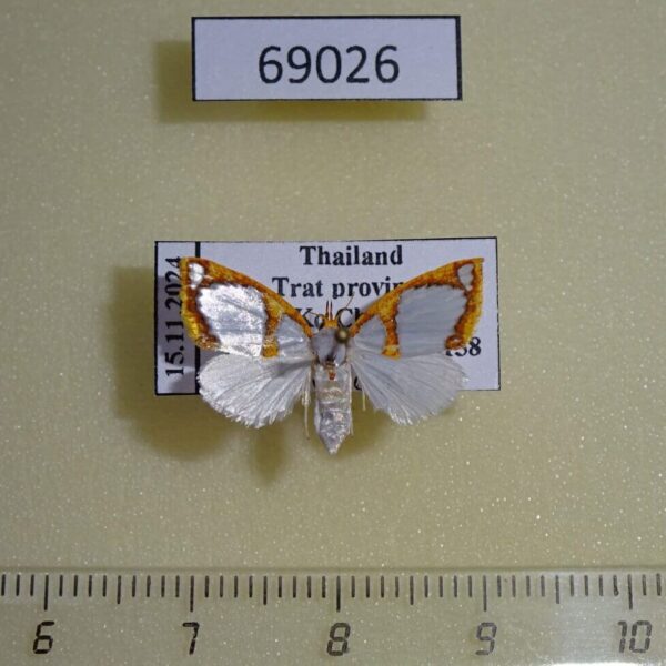 Noctuidae Titulcia confictella f Thailand