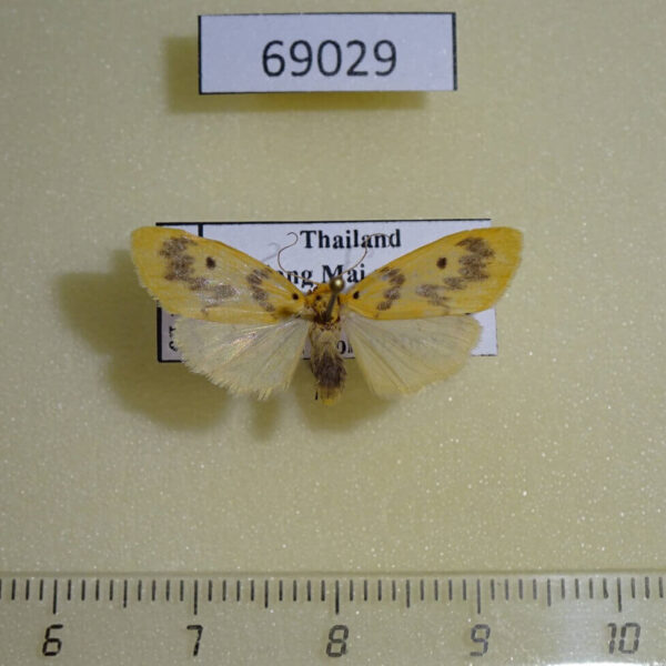 Arctiidae Miltochrista sp. undulata Thailand